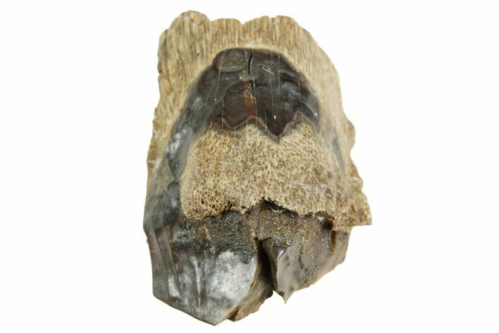 Partial Fossil Triceratops Tooth - Wyoming #364380